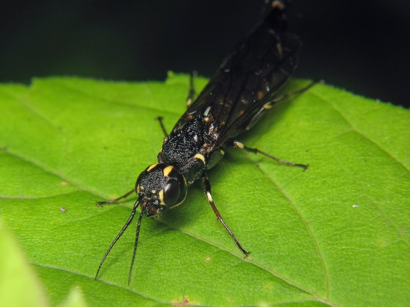 Xiphydria longicollis